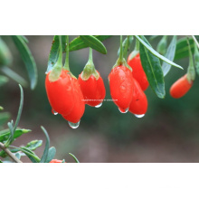 Dired Goji Berry Origined From Ningxia, China